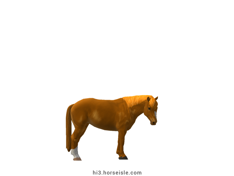 Carneddau Pony Bright Chestnut Coat